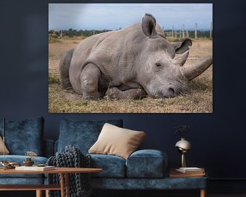 Northern white rhino by Andy Troy