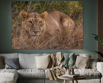 Lioness in Ol Pejeta Kenya by Andy Troy