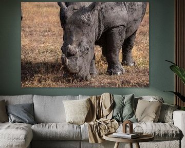Rhinoceros in Ol Pejeta Kenya by Andy Troy