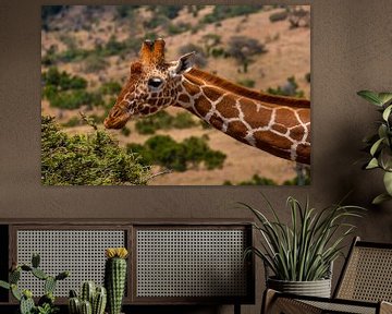 Girafe au Kenya sur Andy Troy