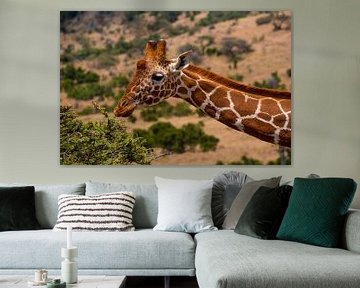 Giraffe in Kenia van Andy Troy