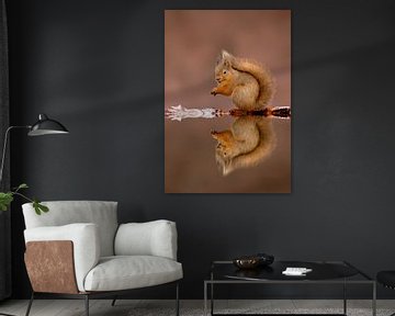 Eekhoorn met spiegelbeeld in water van AGAMI Photo Agency
