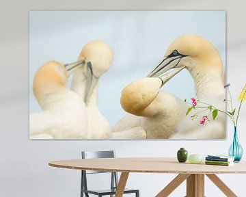 Northern Gannets preening each other sur AGAMI Photo Agency