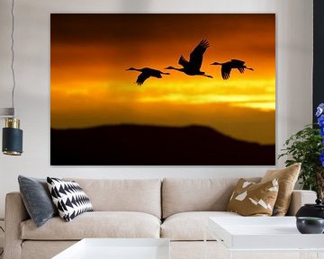 Three flying Sandhill Cranes (Grus canadensis) sur AGAMI Photo Agency