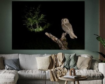 Eurasian Scops Owl (Otus scops scops) during the night by AGAMI Photo Agency