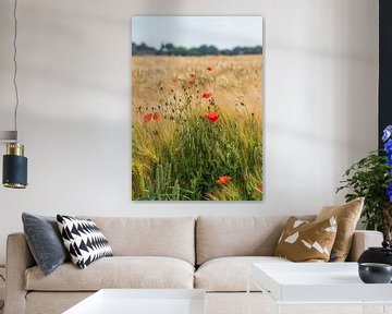 Coquelicot