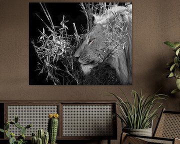 Male Lion black and white with color eyes van Patrick van Bakkum