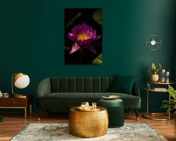 Paarse Lotus van Schram Fotografie