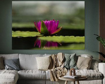 Roze Lotus van Schram Fotografie