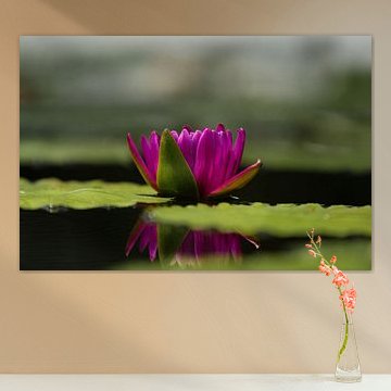 Roze Lotus