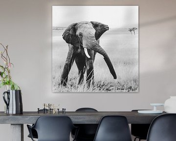 The showman - the elephant by Sharing Wildlife