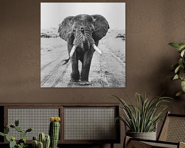 Hey you - olifant van Sharing Wildlife