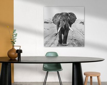 Hey you - Elefant von Sharing Wildlife