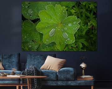 Na de regen