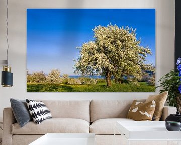 Apfelbaum in der Blüte am Bodensee von Werner Dieterich
