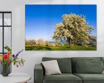 Bloeiende appelboom bij het Bodenmeer van Werner Dieterich