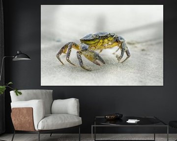 Crab on the beach by Mark Bolijn