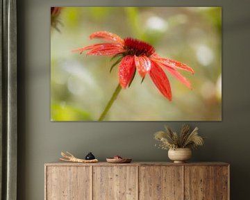 orange echinacea by Tania Perneel