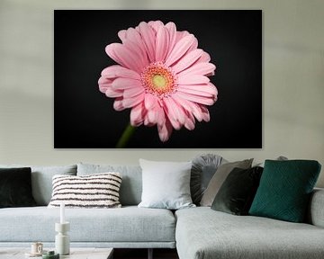 Een licht roze germini/ gerbera bloem van WeVaFotografie