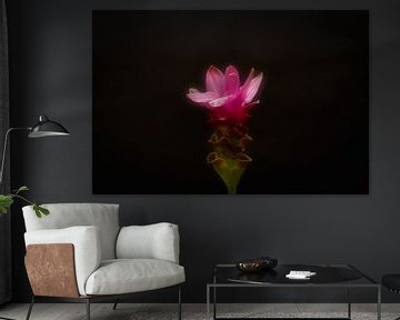 Carcuma. belle fleur coupée aussi appelée tulipe thaïlandaise sur WeVaFotografie