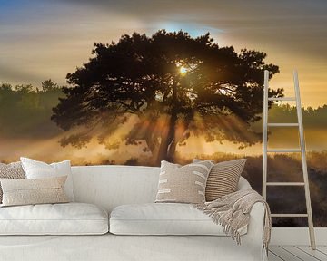 Sunrise by Anthony Trabano