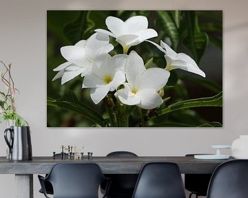 witte oleander bloemen