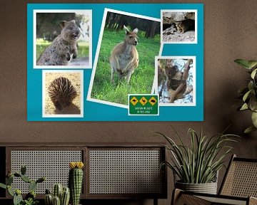 Collage Of Australian Wildlife van Ines Porada
