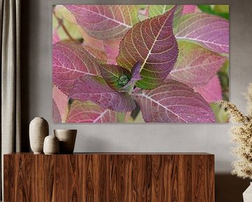 gekleurde bladeren van de hortensia