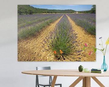 Coquelicot perdu parmi la lavande sur Jacques Jullens