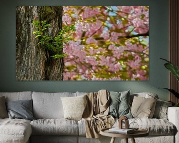 Lente bloesem