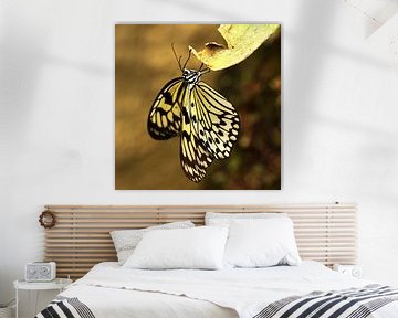 The Butterfly by Cornelis (Cees) Cornelissen