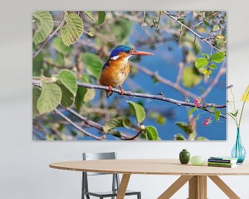 IJsvogel (Malachiet Kingfisher) van Eline en Siebe Weersma