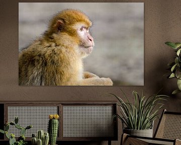 Porträt eines Affen