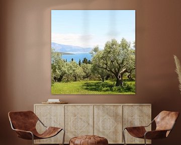 De olijfgaard met uitzicht op de Ionische zee