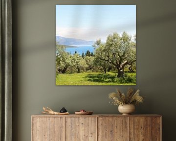 Der Olivenhain mit Blick auf das Ionische Meer