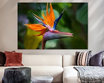 Strelitzia van Anthony Trabano