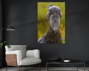 shoebill