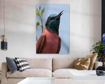 Carmine bee-eater