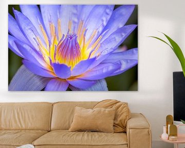 Paars en Geel Water Lily van Anthony Trabano