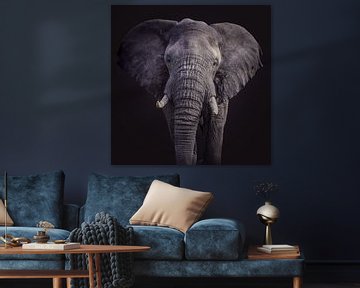Elefantenporträt in Schwarz von Sharing Wildlife