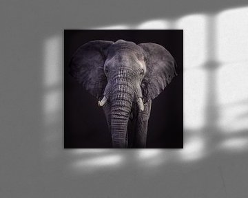 Elefantenporträt in Schwarz von Sharing Wildlife
