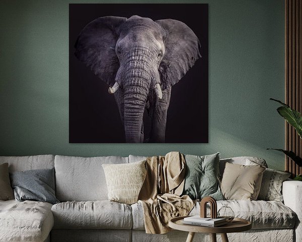 Elephant portrait in black