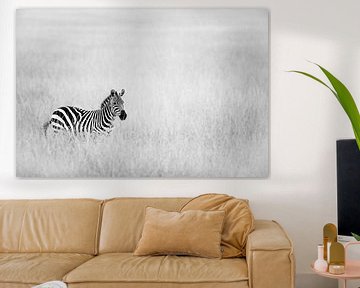 Zebra in the field by Sharing Wildlife