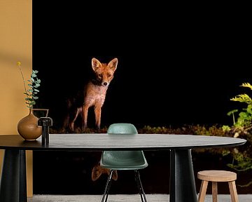 Fox at the waterside at night by Andius Teijgeler