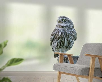 Neugierige kleine Eule! von Robert Kok