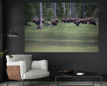Kudde buffels in Yellowstone van De wereld door de ogen van Hictures