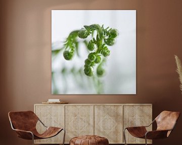 Atmospheric fern by Wim van Berlo