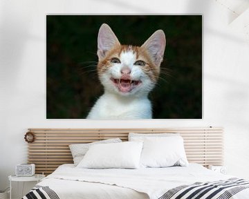 Lachende kat