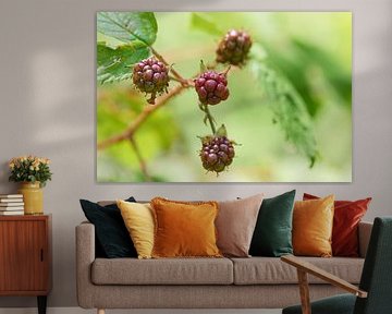 The common blackberries
