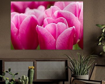 Tulpen by Piebe van den Berg